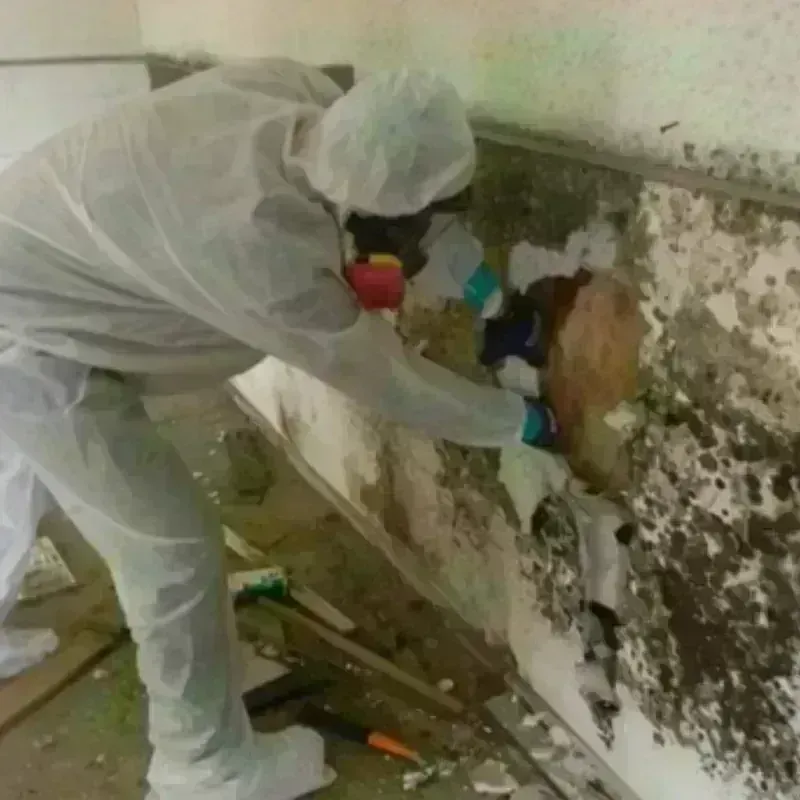 Mold Remediation and Removal in La Fermina, PR